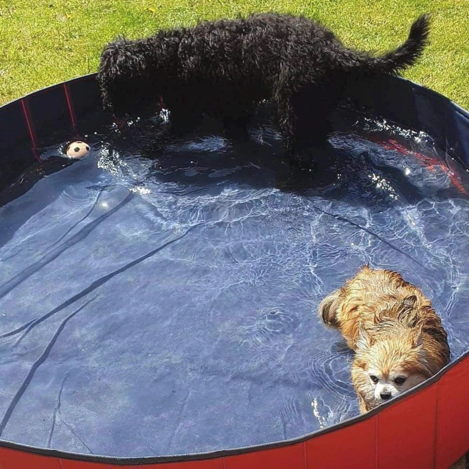 Dog Pet Swimming Pool