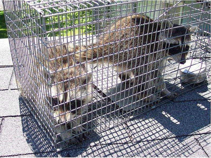 Possum Trap Animal Trap 65 x 26 x 24cm